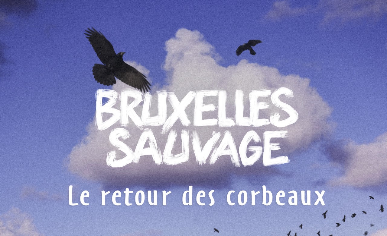 Bruxelles Sauvage - le retour des corbeaux