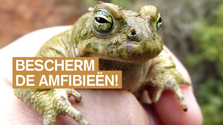 Bescherm de amfibieën!